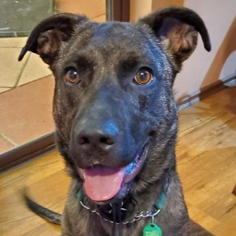 Adopt Ellie from Adelaide SA AdoptADog