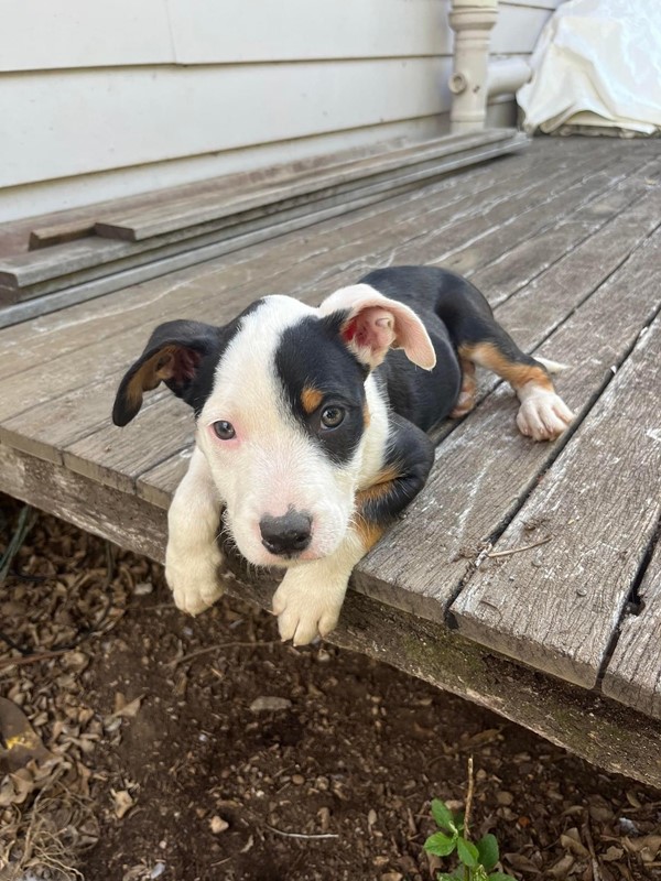 Adopt Rand from Kallangur QLD AdoptADog