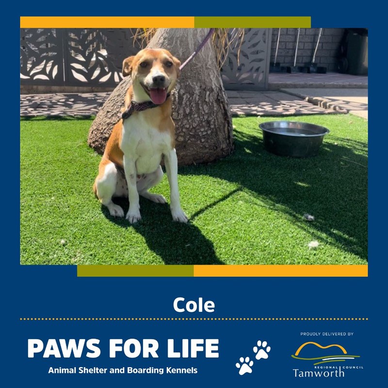 Adopt Cole from Tamworth NSW AdoptADog
