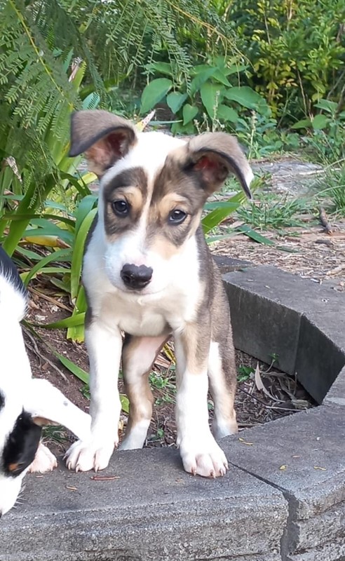 Adopt Tala from Kallangur QLD AdoptADog
