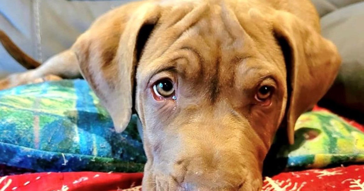 Adopt Hash Brown from Caboolture QLD | Adopt-A-Dog
