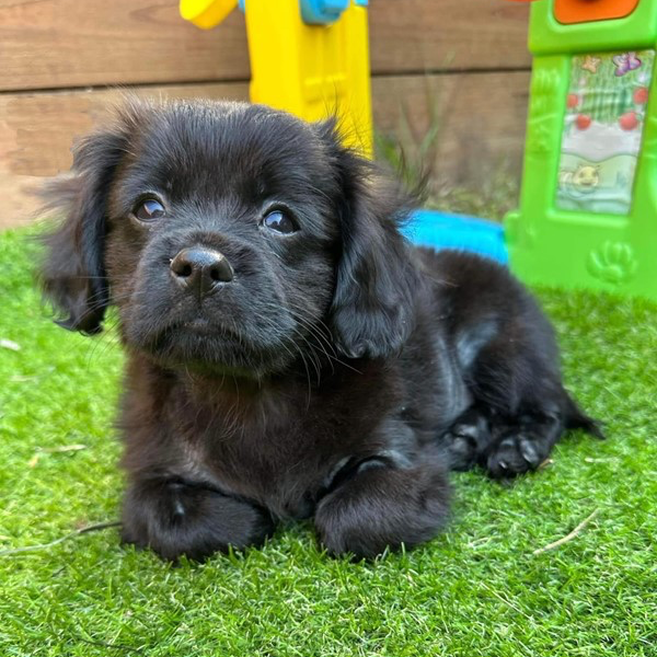 Adopt Coal from Kallangur QLD AdoptADog