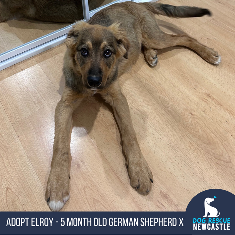 Adopt Elroy (Trial) from Broadmeadow NSW AdoptADog