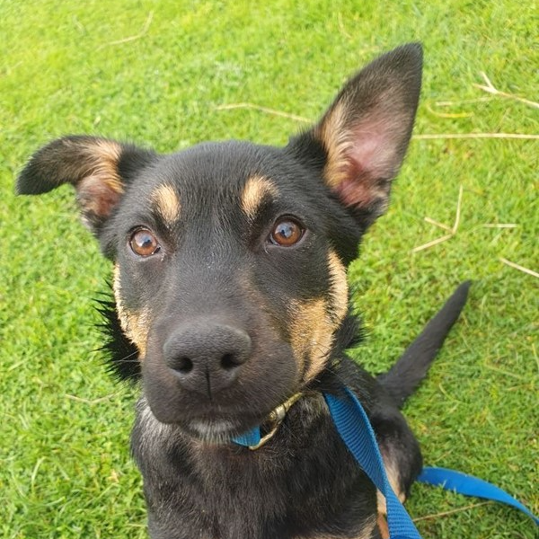 Adopt Grace from Adelaide SA AdoptADog