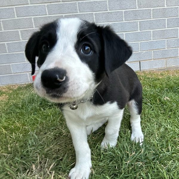 Adopt Lavender from Kallangur QLD AdoptADog