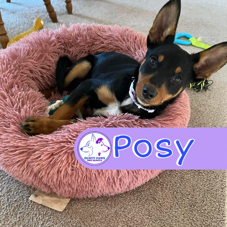Adopt Posy from Onkaparinga Hills SA AdoptADog