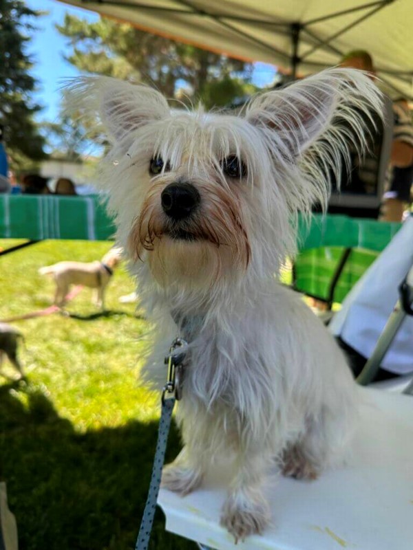 Adopt Miffy from Canberra ACT AdoptADog