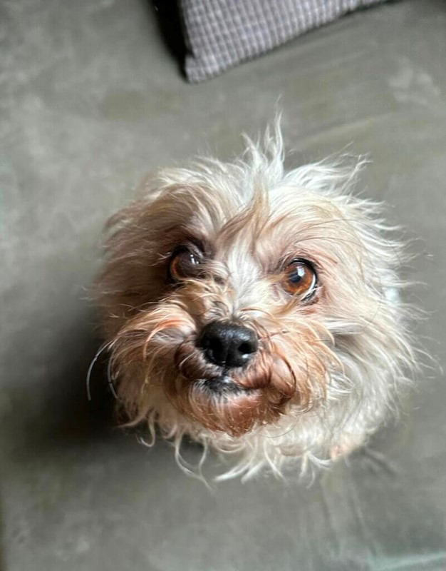 Adopt Maia from Canberra ACT AdoptADog