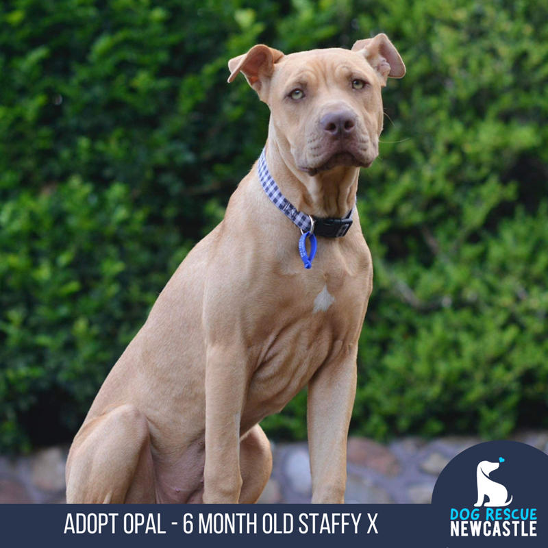 Adopt Opal (Trial) from Singleton NSW | Adopt-A-Dog