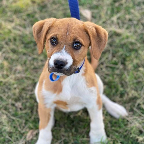 Adopt Gloria from Boronia Heights QLD AdoptADog