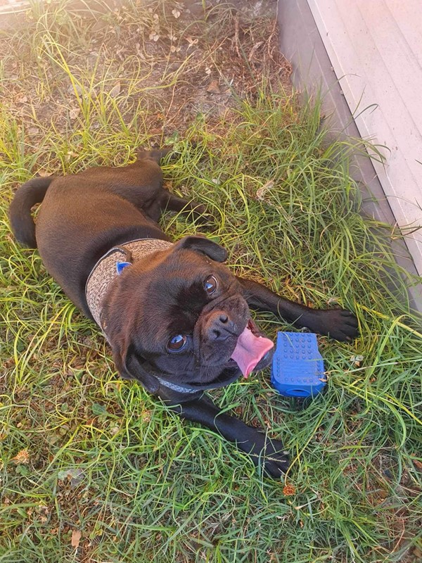 Adopt Blackie from Ipswich QLD | Adopt-A-Dog