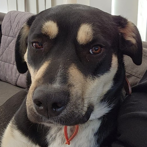 Adopt Kingsley from Ipswich QLD | Adopt-A-Dog