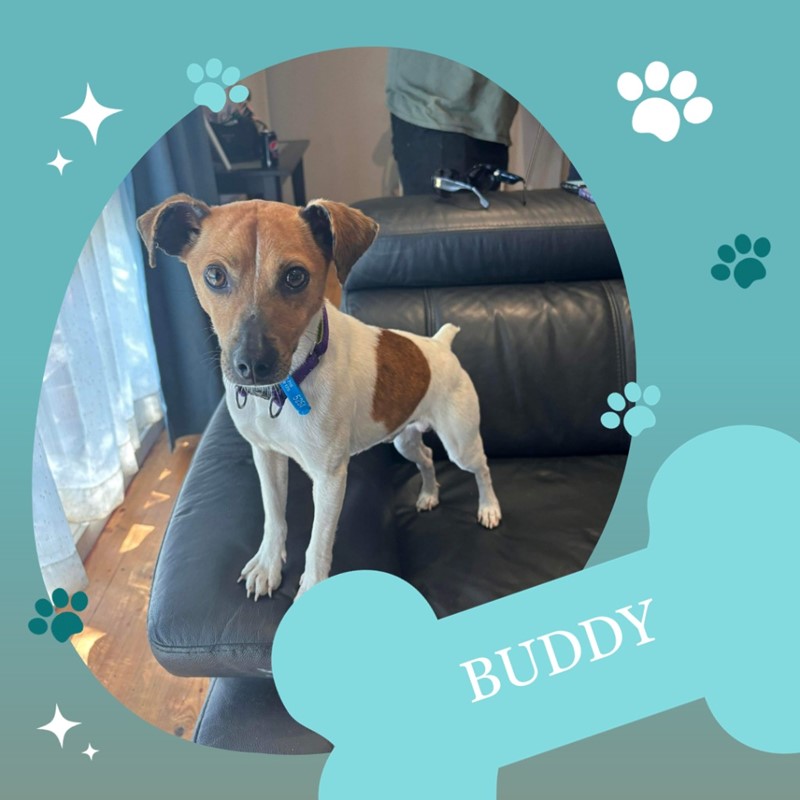 Adopt Buddy from Belgrave VIC AdoptADog