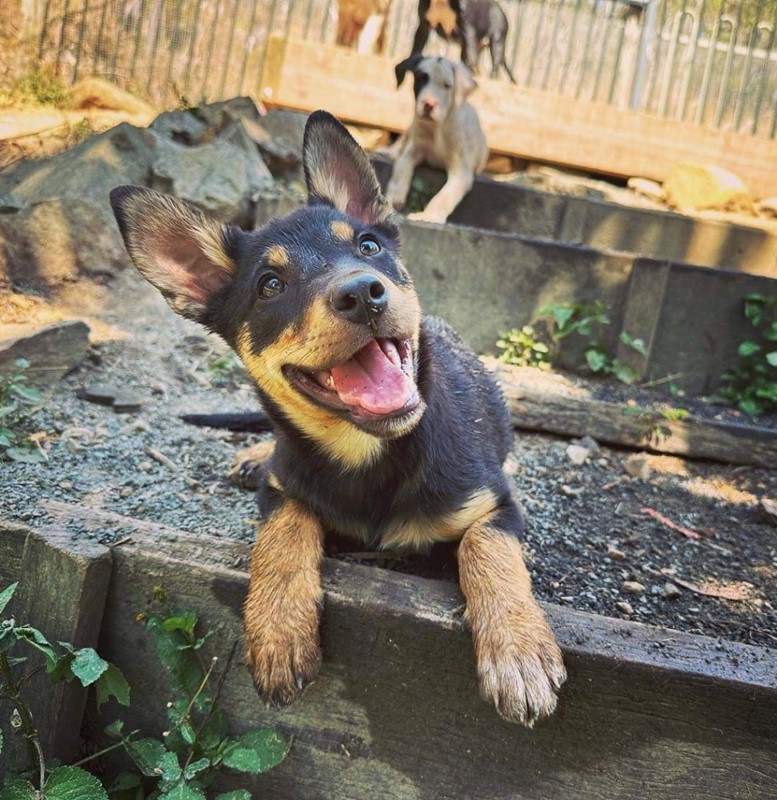 Adopt Margo from Brisbane QLD AdoptADog