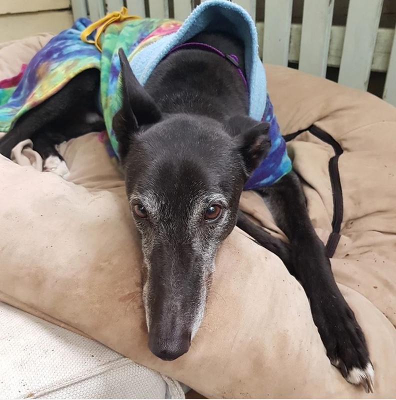 Adopt Tarragon from Melbourne VIC AdoptADog