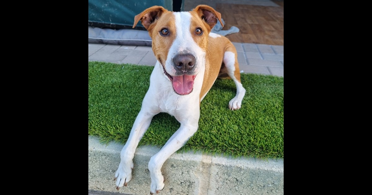 Adopt Scout from Perth WA | Adopt-A-Dog