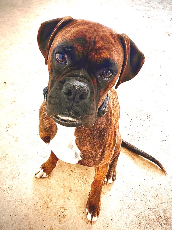 Adopt Marlo from Mornington Peninsula VIC AdoptADog