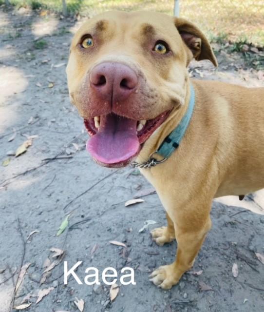 Adopt Kaea from Tanawha QLD | Adopt-A-Dog