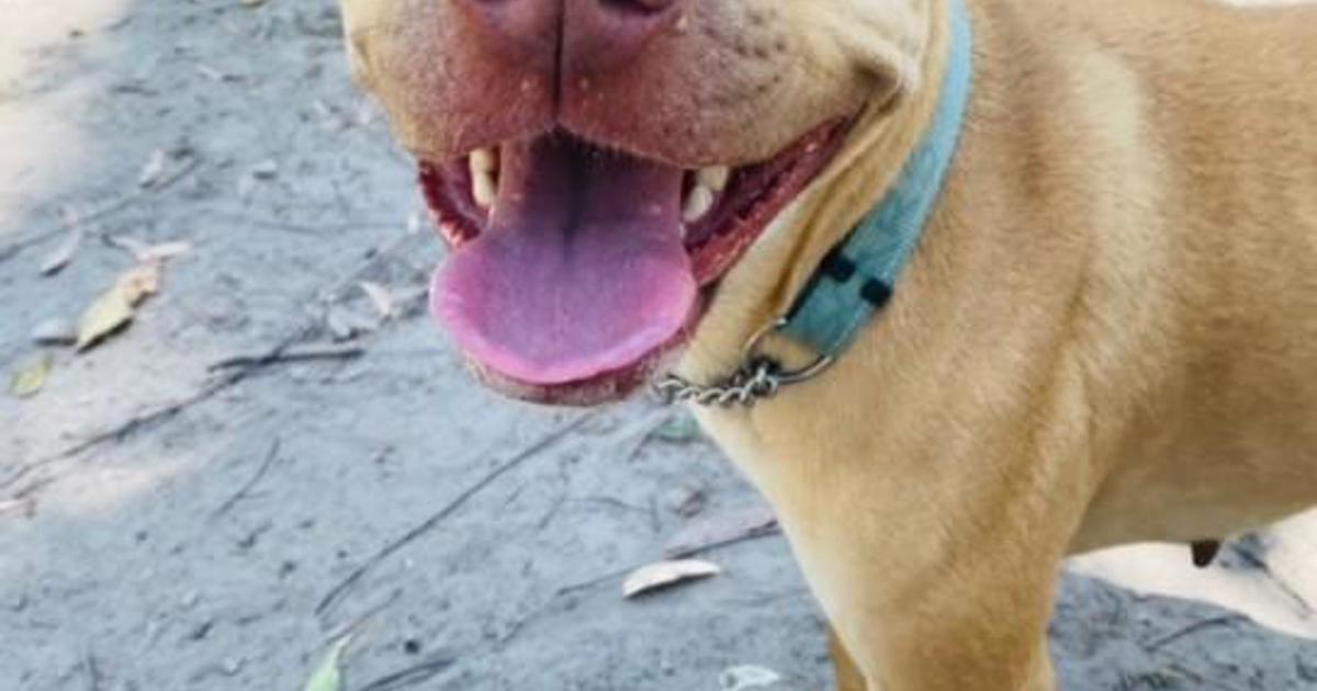 Adopt Kaea from Tanawha QLD | Adopt-A-Dog