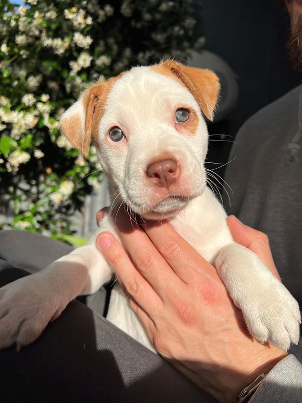 Adopt Marshmallow from Stanmore NSW AdoptADog