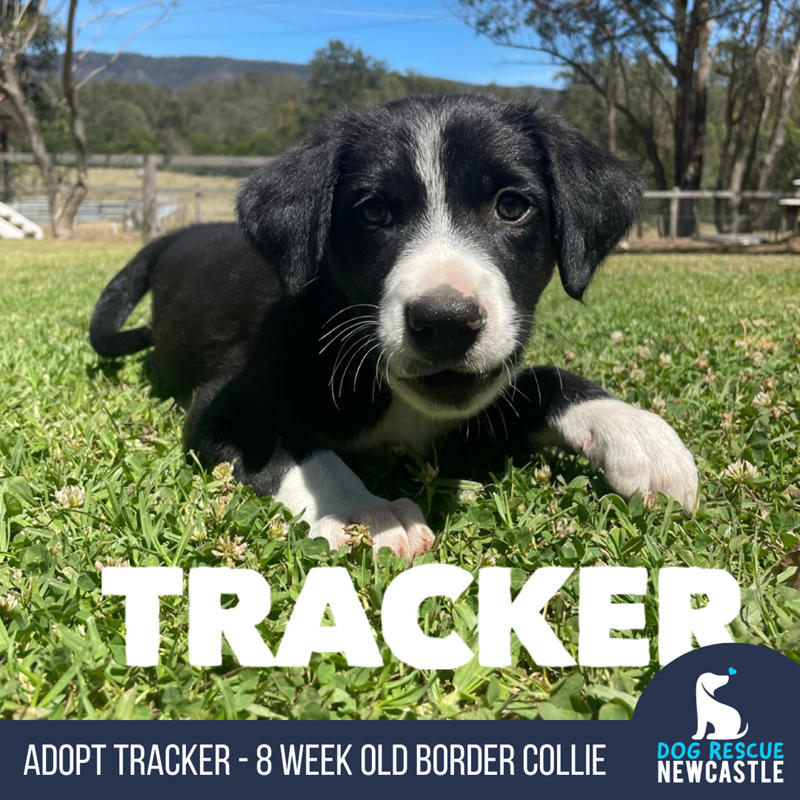 Adopt Tracker (Trial) from Cessnock NSW | Adopt-A-Dog