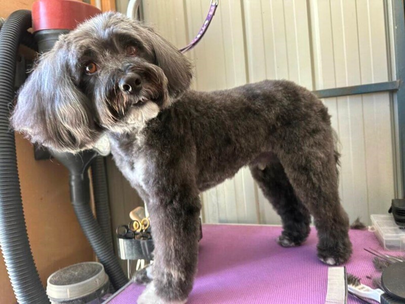 Adopt Charlie from Canberra ACT AdoptADog