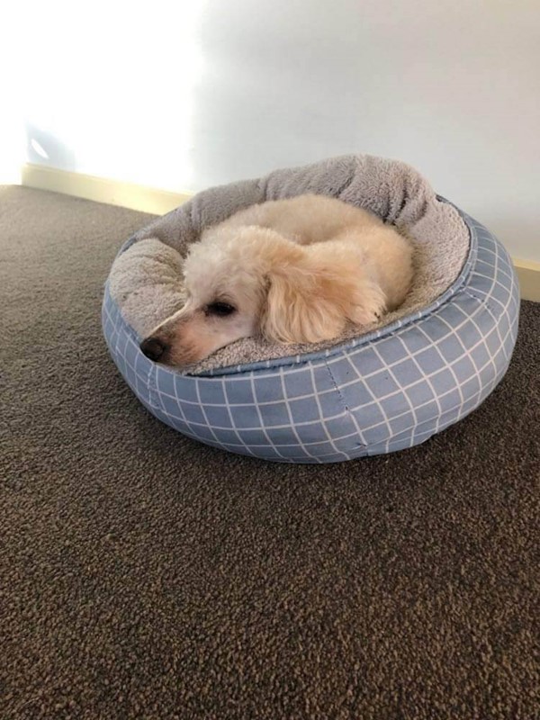 Adopt Rosie from Canberra ACT AdoptADog