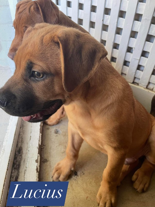 Adopt Lucius from Ipswich QLD | Adopt-A-Dog