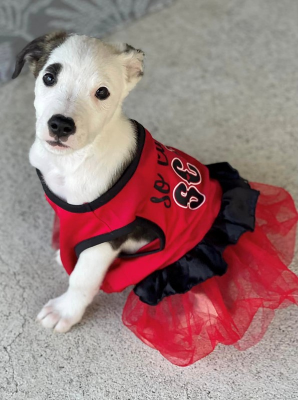 Adopt Vixen from Kallangur QLD AdoptADog