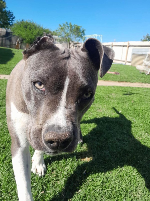 Adopt Livia from Yarrawonga VIC AdoptADog