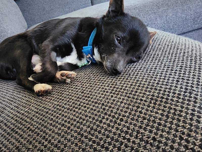 Adopt Ace from Shepparton VIC AdoptADog