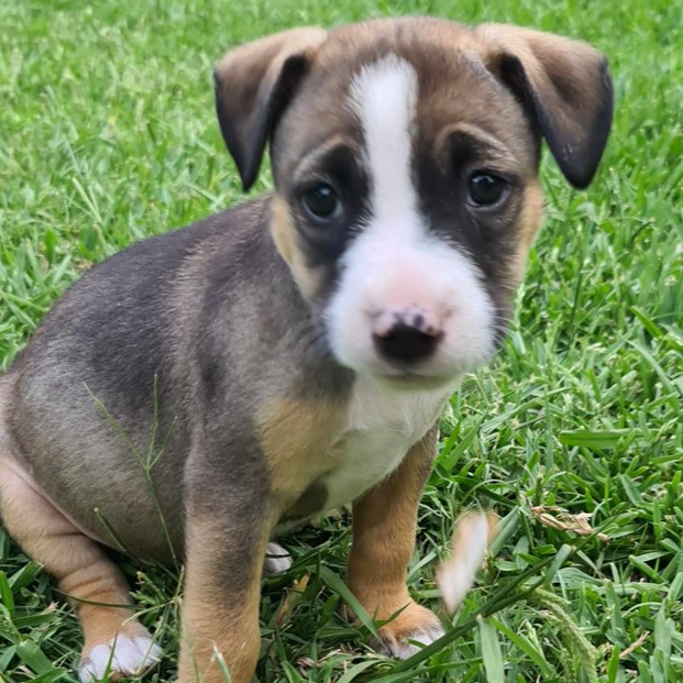 Adopt Kolisi - Springbok Litter from Carseldine QLD | Adopt-A-Dog