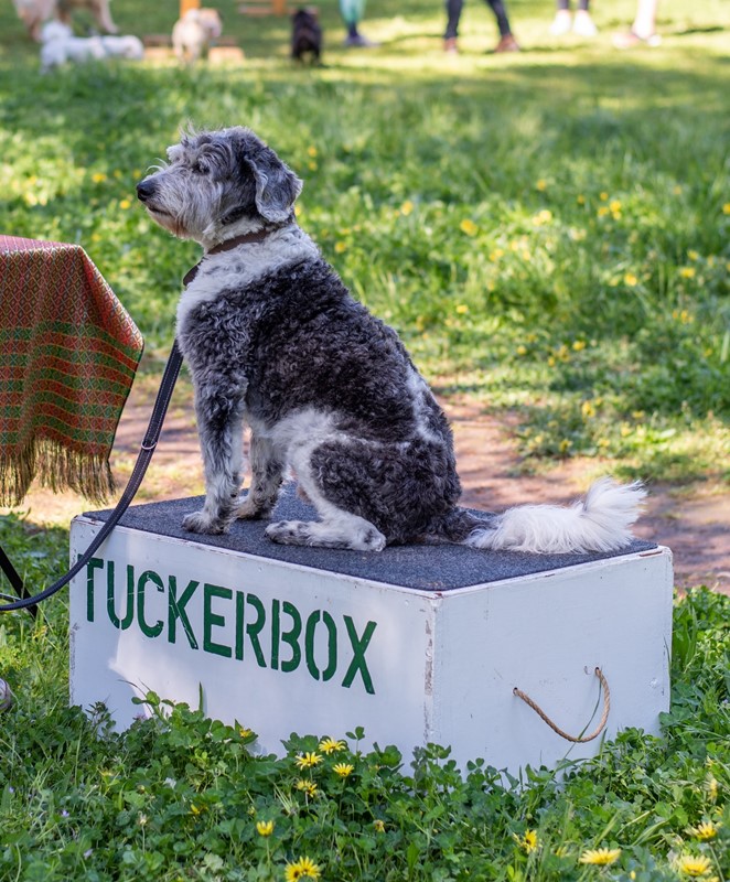 Adopt Indy from Canberra ACT AdoptADog