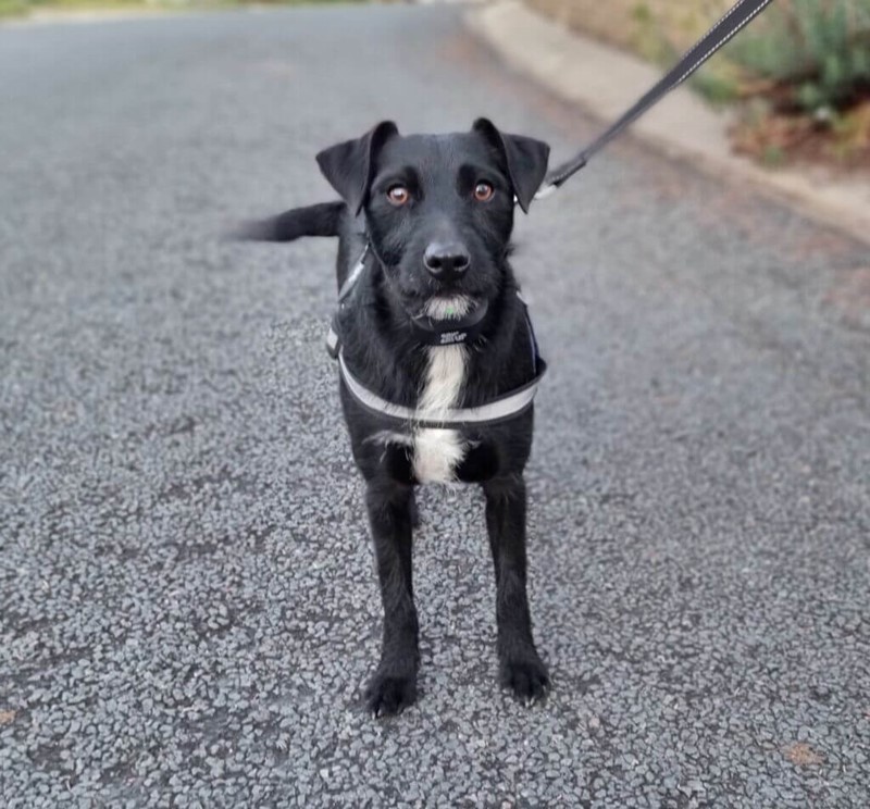 Adopt Paddy from Canberra ACT AdoptADog