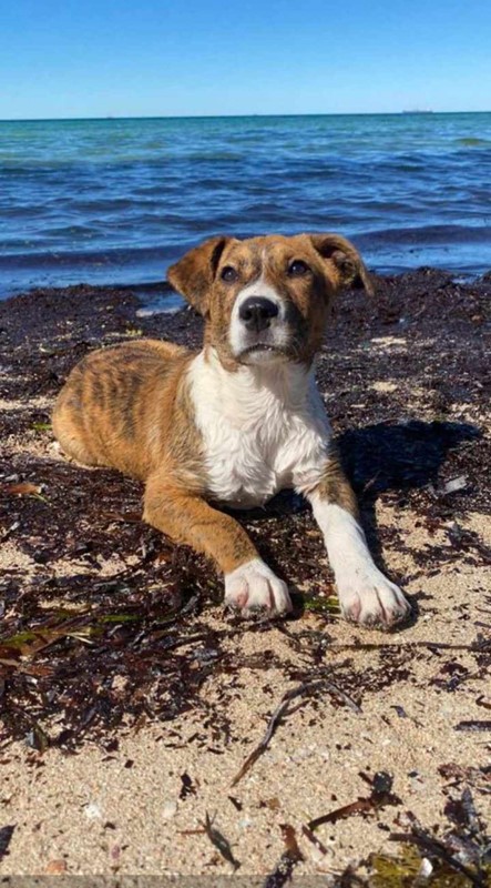 Adopt KOVA from Whyalla SA AdoptADog