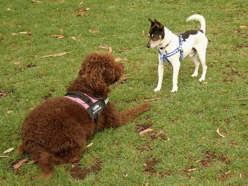 Adopt TREVOR from Westleigh NSW AdoptADog