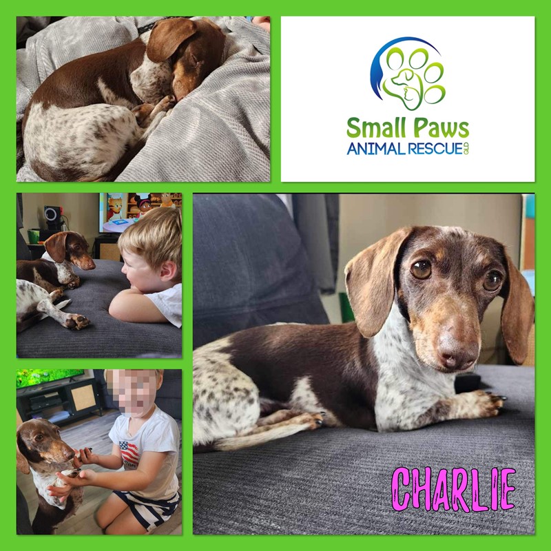 Adopt Charlie from Caboolture South QLD Adopt A Dog