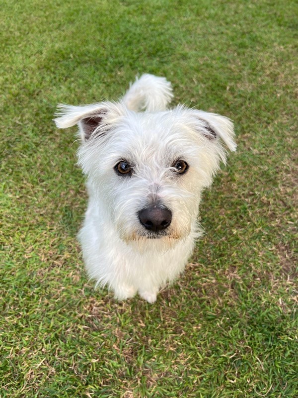 Adopt Spike from Beerwah QLD AdoptADog