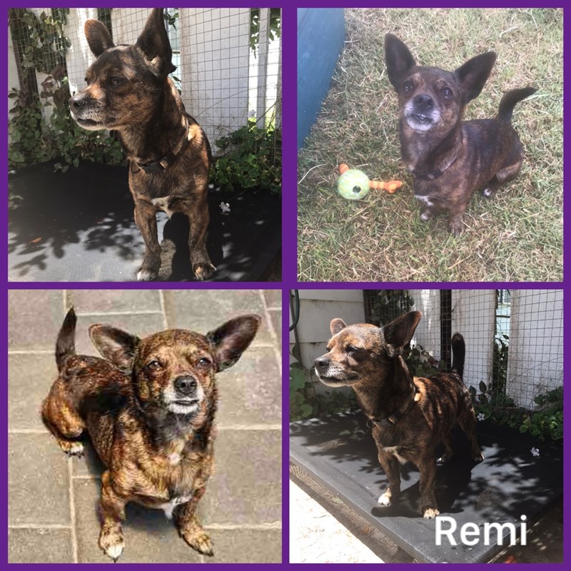 Adopt Remi from Denmark AdoptADog