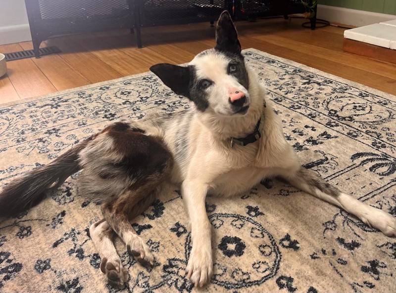 Adopt Ferris from Canberra ACT AdoptADog