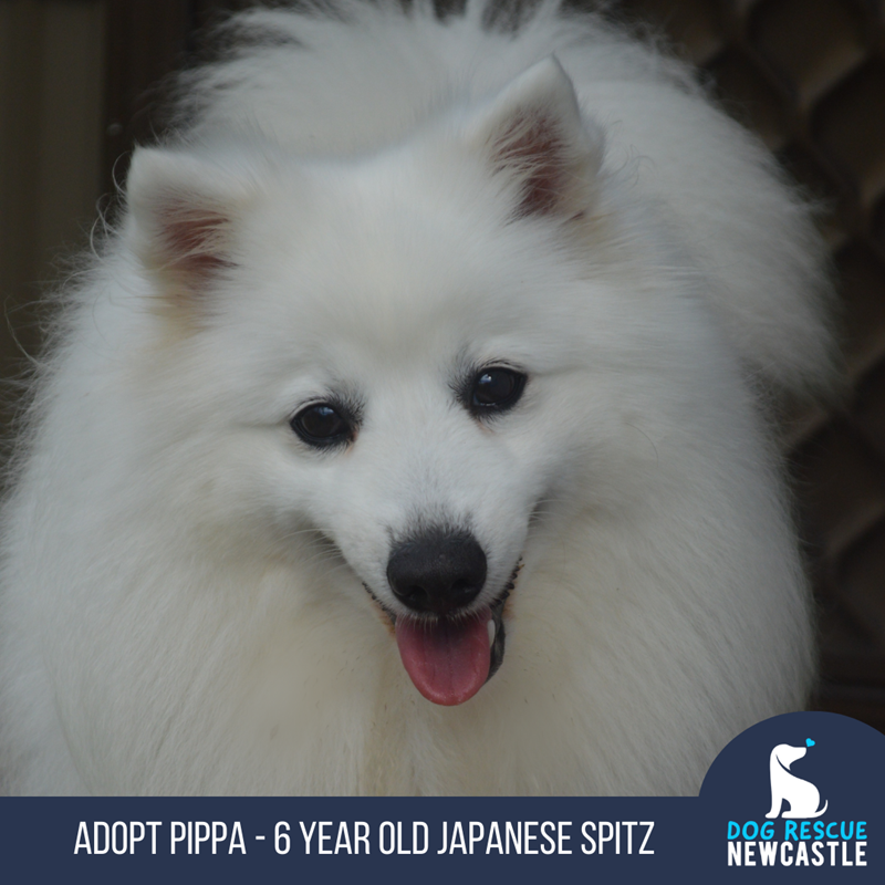 Spitz sales dog adoption