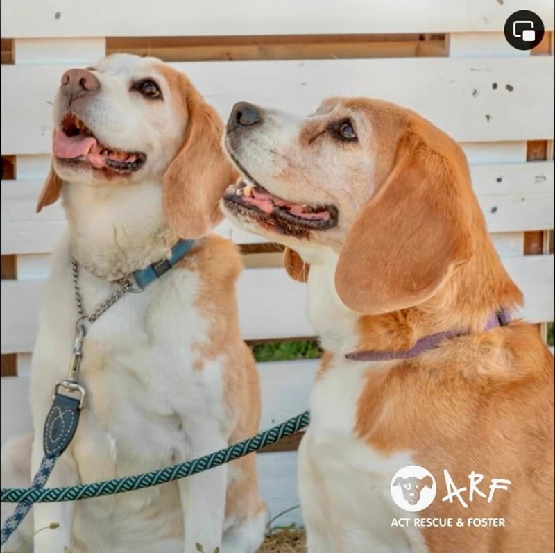 Adopt Crash from Canberra ACT AdoptADog