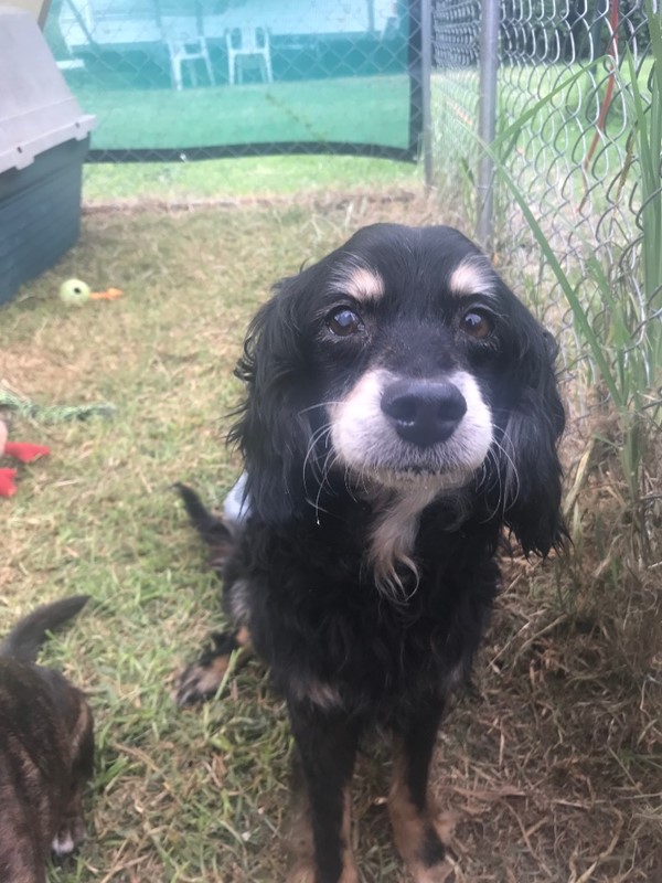 Adopt Buddy from Denmark WA AdoptADog