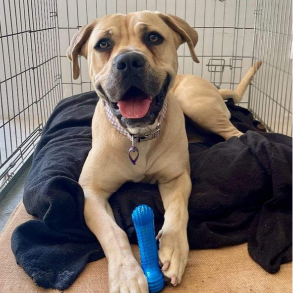 Adopt Dawson from Perth WA AdoptADog