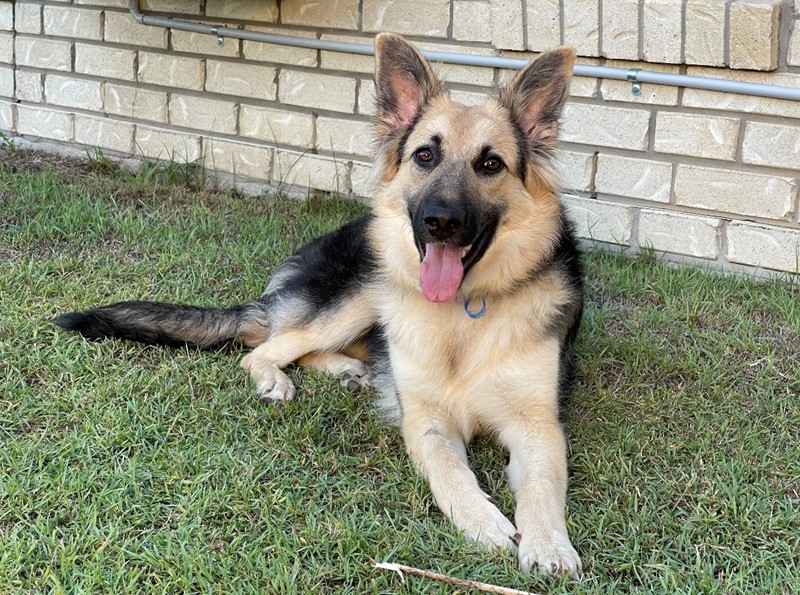 Adopt Wanda from Springfield QLD AdoptADog