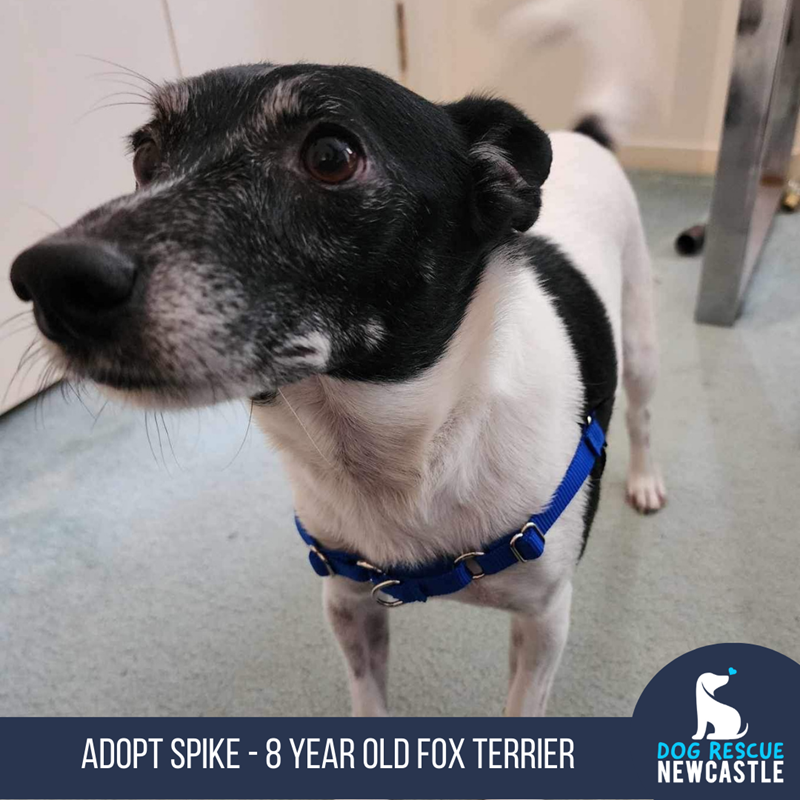 Adopt Spike (Trial) from Newcastle NSW AdoptADog
