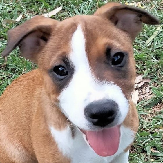 Adopt Leisl from Mackay QLD AdoptADog