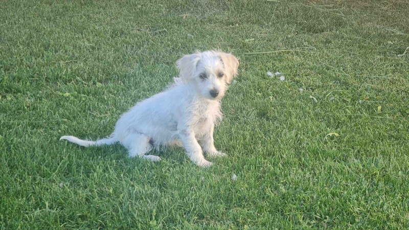 Adopt Dancer from Canberra ACT AdoptADog