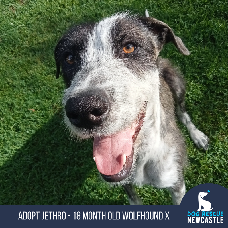 Adopt Jethro (Trial) from Newcastle NSW AdoptADog