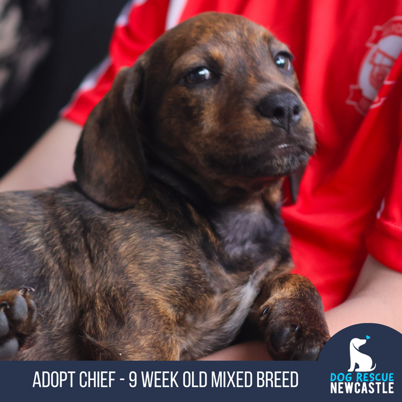 Adopt Chief (Trial) from Newcastle NSW AdoptADog